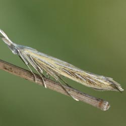 Coleophora lixella Coleophora lixella